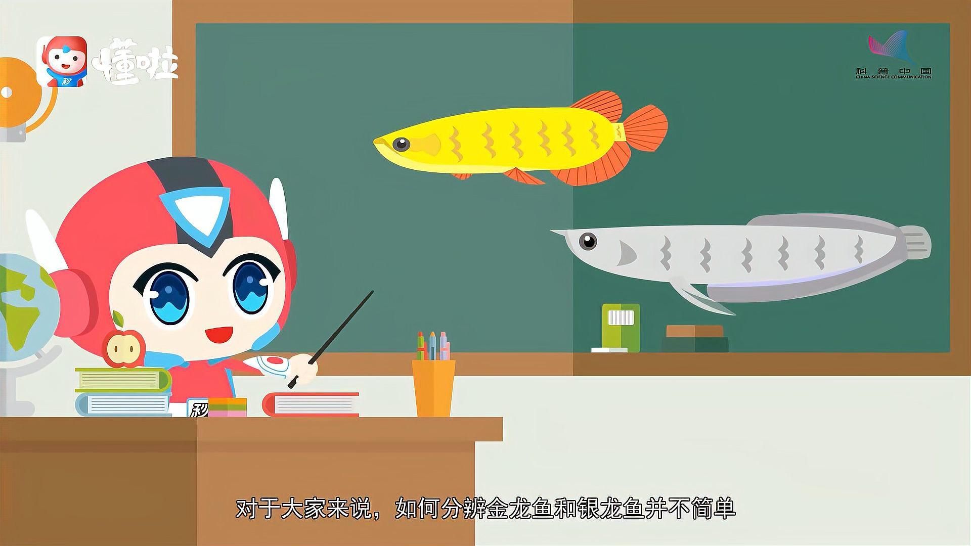 金龍魚和銀龍魚哪個更受歡迎？，盤點金龍魚和銀龍魚的區別秒懂百科