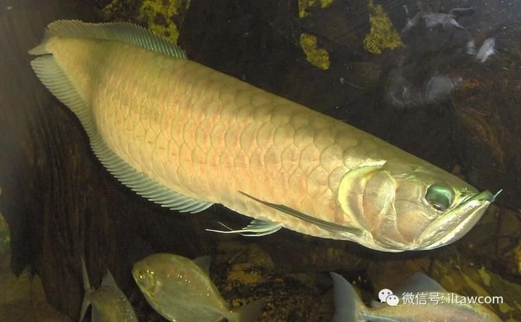 金龍魚和銀龍魚哪個更受歡迎？，盤點金龍魚和銀龍魚的區別秒懂百科