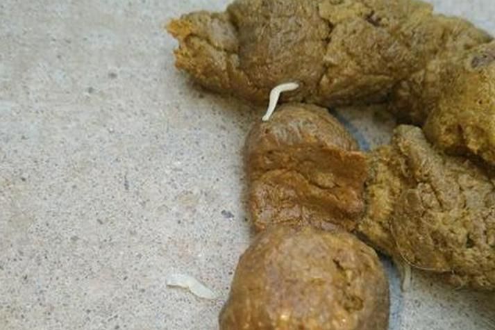 有哪些常見的寄生蟲感染癥狀，關于寄生蟲感染