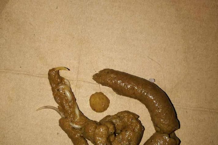 有哪些常見的寄生蟲感染癥狀，關于寄生蟲感染