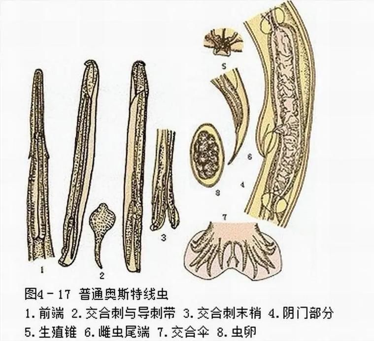 有哪些生物可以控制白色線蟲，富媒體組件庫中雖有多個“白色線蟲”主動召回專業(yè)圖像資源