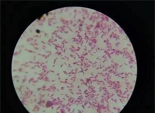 有哪些生物可以控制白色線蟲，富媒體組件庫中雖有多個“白色線蟲”主動召回專業圖像資源