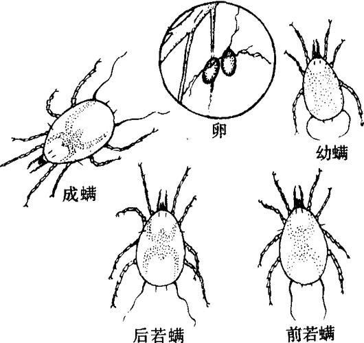 有哪些生物可以控制白色線蟲，富媒體組件庫中雖有多個“白色線蟲”主動召回專業(yè)圖像資源