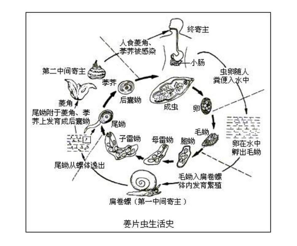 有哪些生物可以控制白色線蟲，富媒體組件庫中雖有多個“白色線蟲”主動召回專業(yè)圖像資源