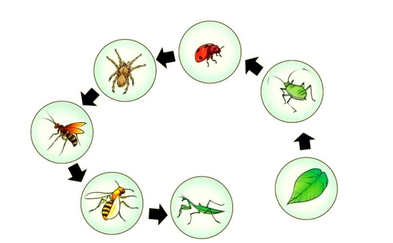 有哪些生物可以控制白色線蟲，富媒體組件庫中雖有多個“白色線蟲”主動召回專業(yè)圖像資源
