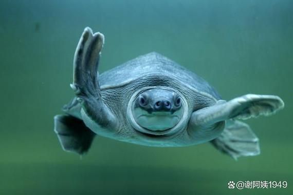 如何飼養豬鼻龜？