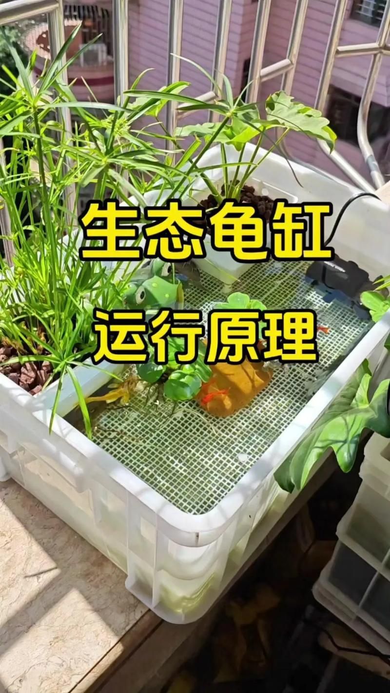 如何飼養豬鼻龜？