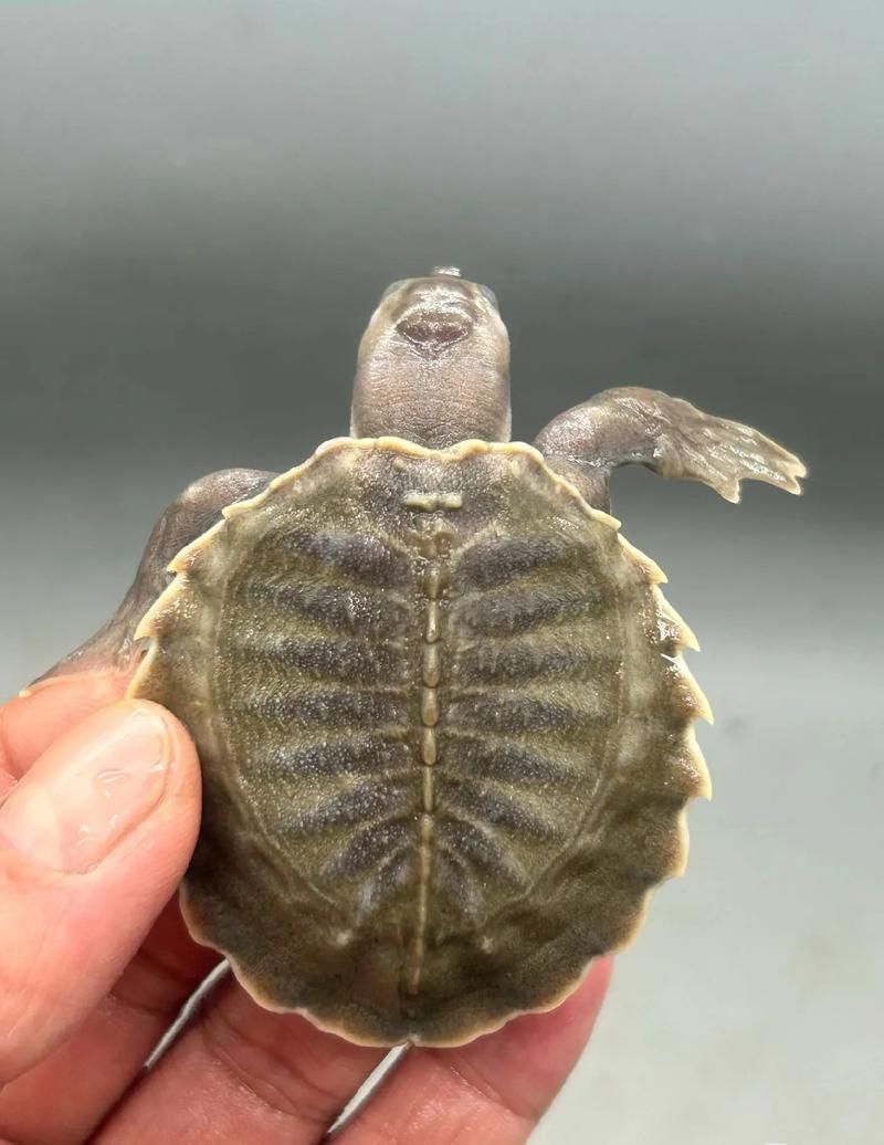 如何飼養豬鼻龜？