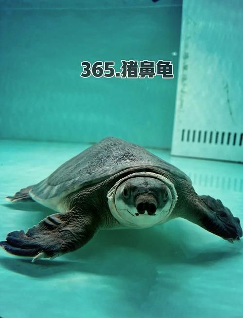 如何飼養豬鼻龜？