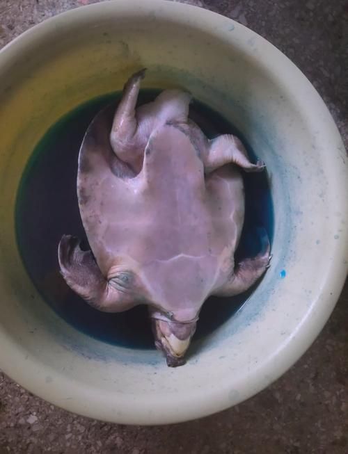 如何飼養豬鼻龜？