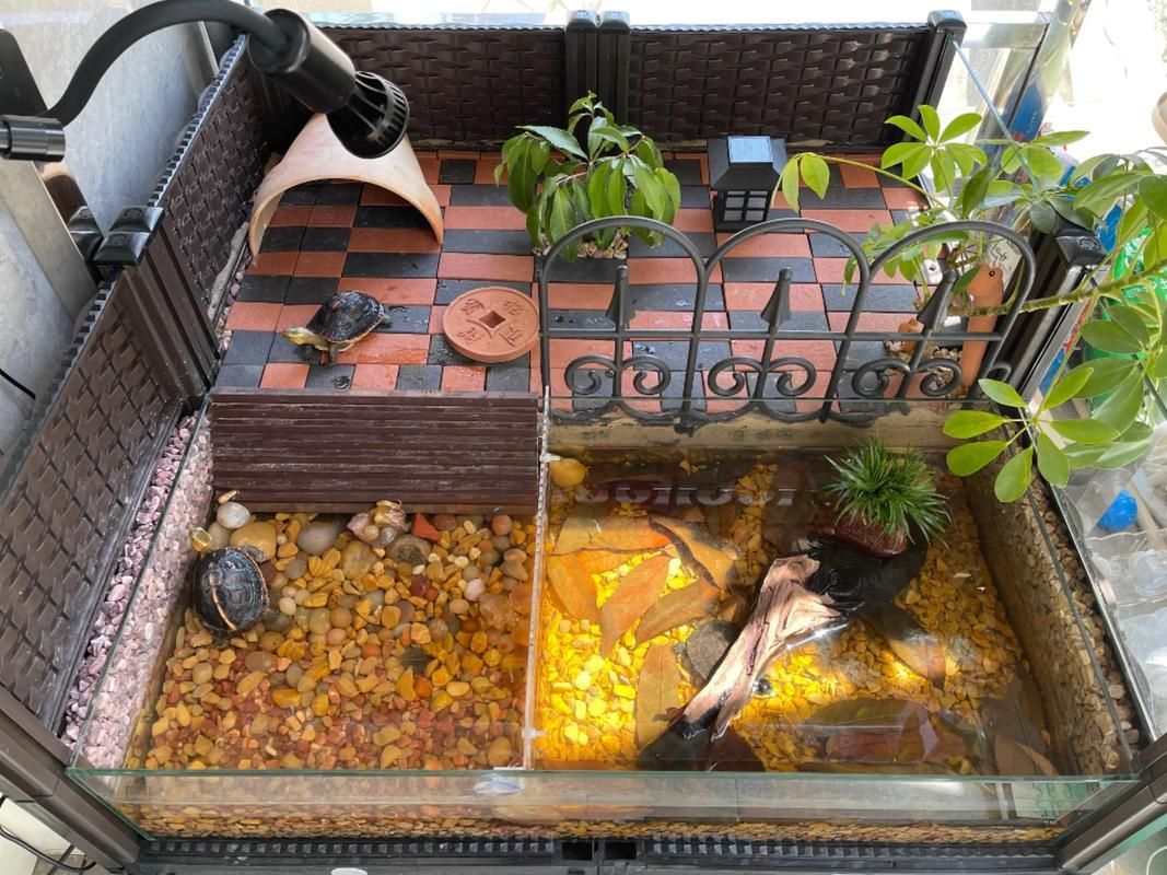 如何飼養豬鼻龜？