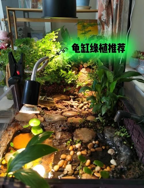 如何飼養豬鼻龜？