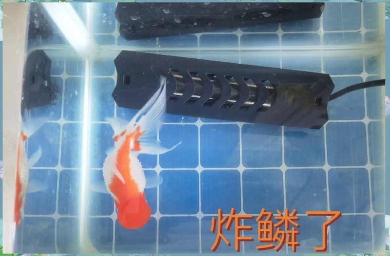 炸鱗病康復后如何護理，關于炸鱗?。~鱗病）康復后護理