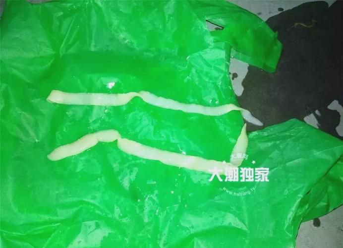 給我一些魚肚子里寄生蟲的圖片，如何判斷魚是否有寄生蟲