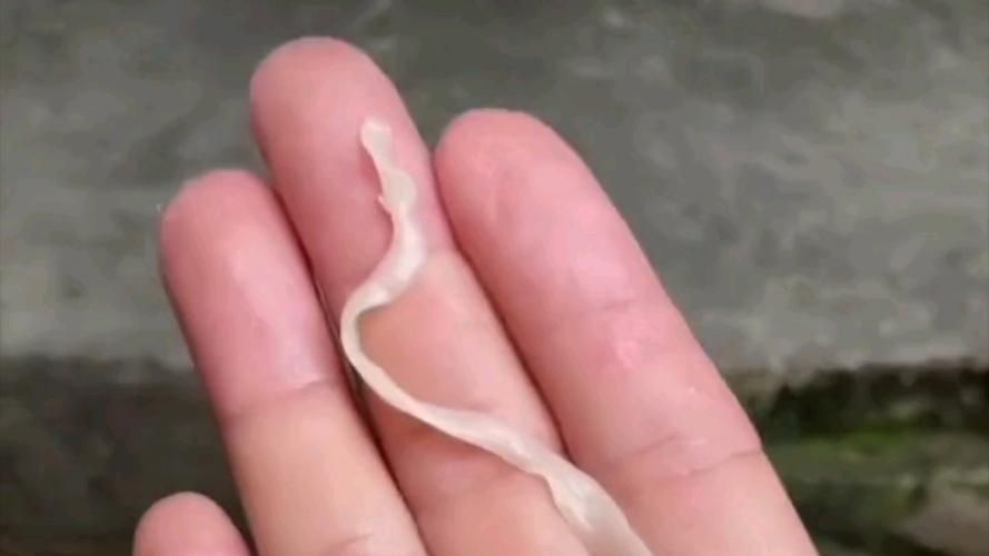 給我一些魚肚子里寄生蟲的圖片，如何判斷魚是否有寄生蟲