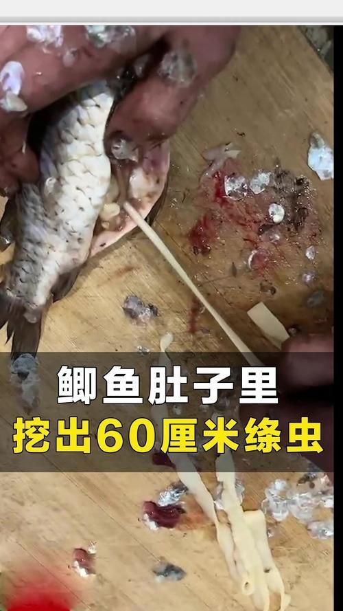 給我一些魚肚子里寄生蟲的圖片，如何判斷魚是否有寄生蟲