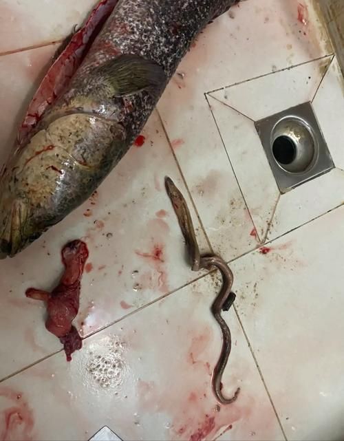 給我一些魚肚子里寄生蟲的圖片，如何判斷魚是否有寄生蟲