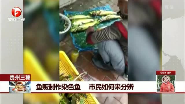 如何辨別真假三穗龍魚？，如何辨別真假三穗龍魚