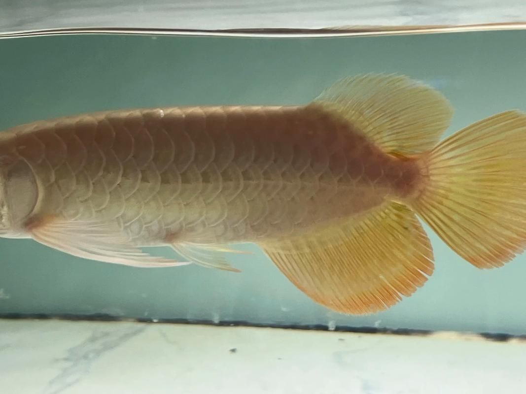 如何鑒別斯巴沃紅龍的真偽