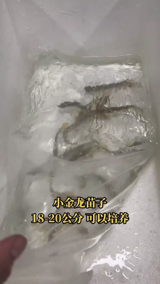 2～3厘米金龍魚幼苗喂養(yǎng)計(jì)劃表，0472～3厘米金龍魚幼苗喂養(yǎng)計(jì)劃表詳解2～3厘米金龍魚幼苗喂養(yǎng)計(jì)劃表