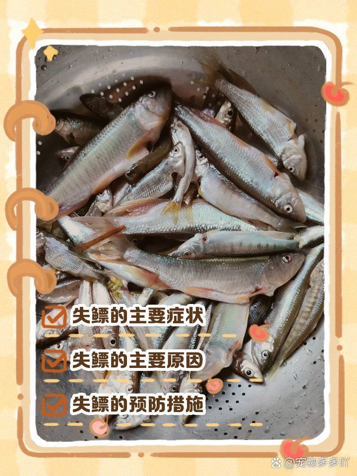 如何判斷魚是否失鰾，—————— 如何判斷魚是否失鰾，—————— 龍魚百科 第1張