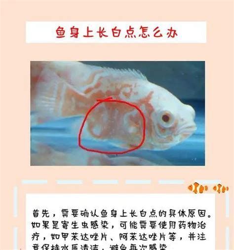 龍魚白點會自行消失嗎，龍魚白點會自行消失嗎，答案并不簡單
