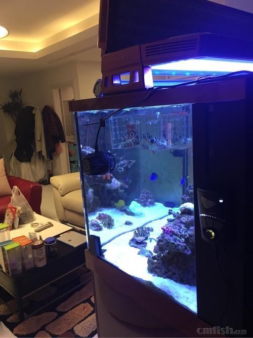 Red Sea、CADE、Waterbox哪個品牌最受歡迎？，redsea,cade,waterbox,哪個品牌最受歡迎