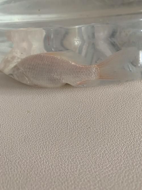 如何判斷龍魚爛尾是否感染，如何判斷龍魚爛尾