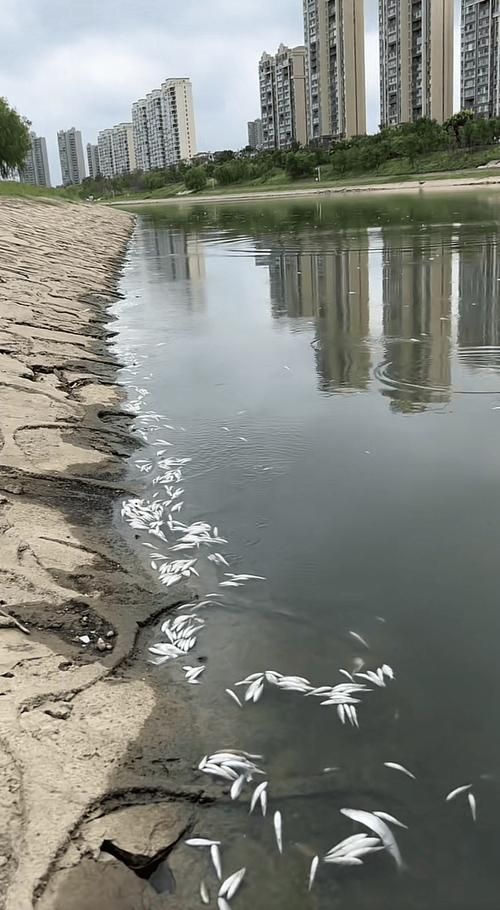魚浮頭后如何護理，arxiv論文助手arxiv論文助手arxiv論文助手