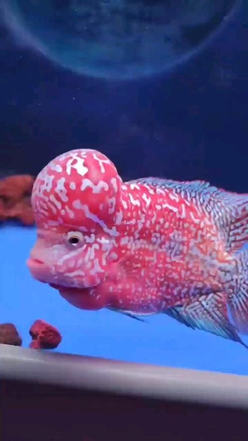 給我一份麥肯斯銀版魚的圖片，麥肯斯銀版魚市場價(jià)格是多少麥肯斯銀版魚的飼養(yǎng)管理清單