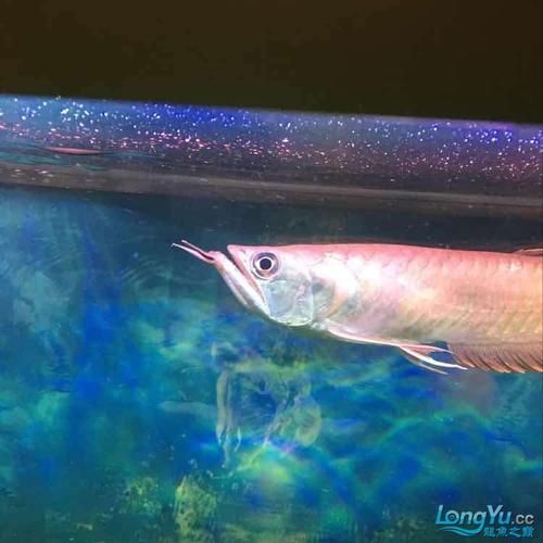 有沒有更多龍魚浮頭張嘴的表情包，“龍魚浮頭張嘴表情包”gif動圖和表情包分享 有沒有更多龍魚浮頭張嘴的表情包，“龍魚浮頭張嘴表情包”gif動圖和表情包分享 龍魚百科 第7張