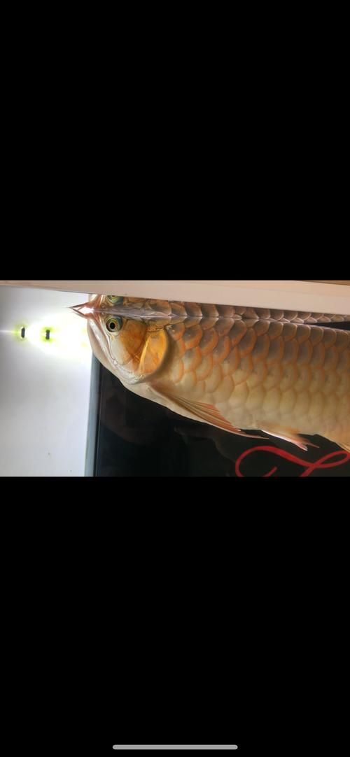 有沒有更多龍魚浮頭張嘴的表情包，“龍魚浮頭張嘴表情包”gif動圖和表情包分享 有沒有更多龍魚浮頭張嘴的表情包，“龍魚浮頭張嘴表情包”gif動圖和表情包分享 龍魚百科 第11張