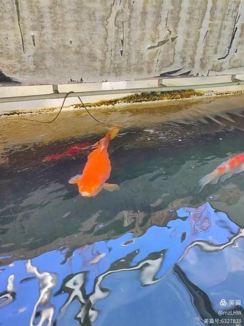 梅州龍魚養(yǎng)殖業(yè)的發(fā)展情況，梅州龍魚養(yǎng)殖業(yè)發(fā)展前景如何？