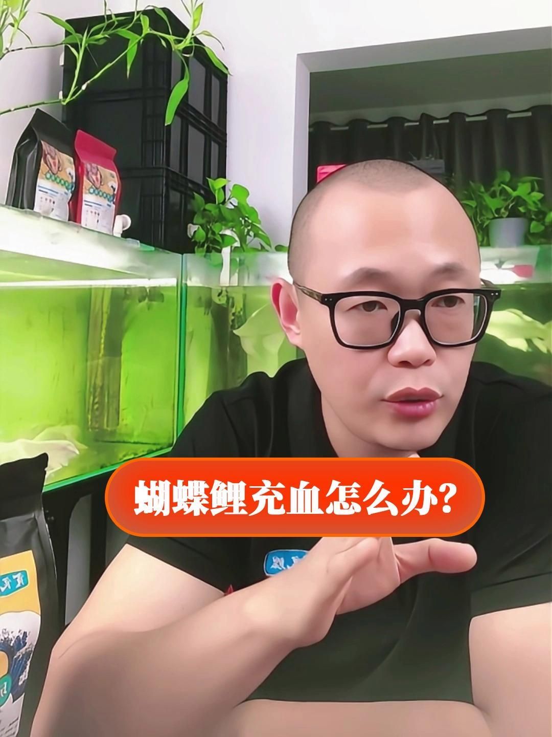 如何預防蝴蝶鯉鱗片充血，如何預防蝴蝶鯉鱗片充血的發生