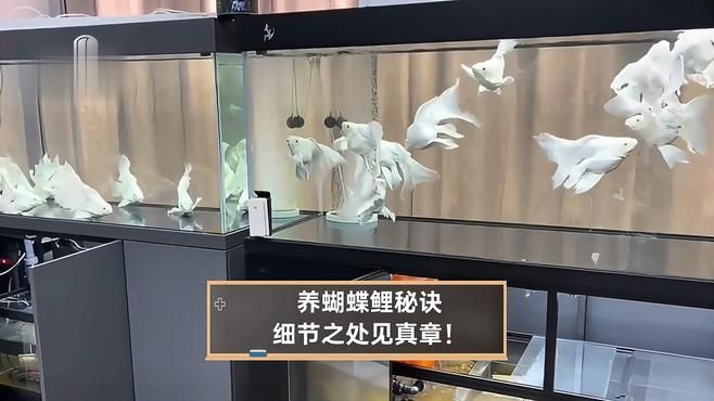 如何預防蝴蝶鯉鱗片充血，如何預防蝴蝶鯉鱗片充血的發生