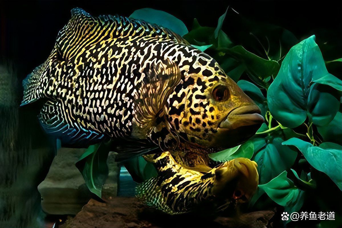 如何區分七彩龍魚和銀龍？