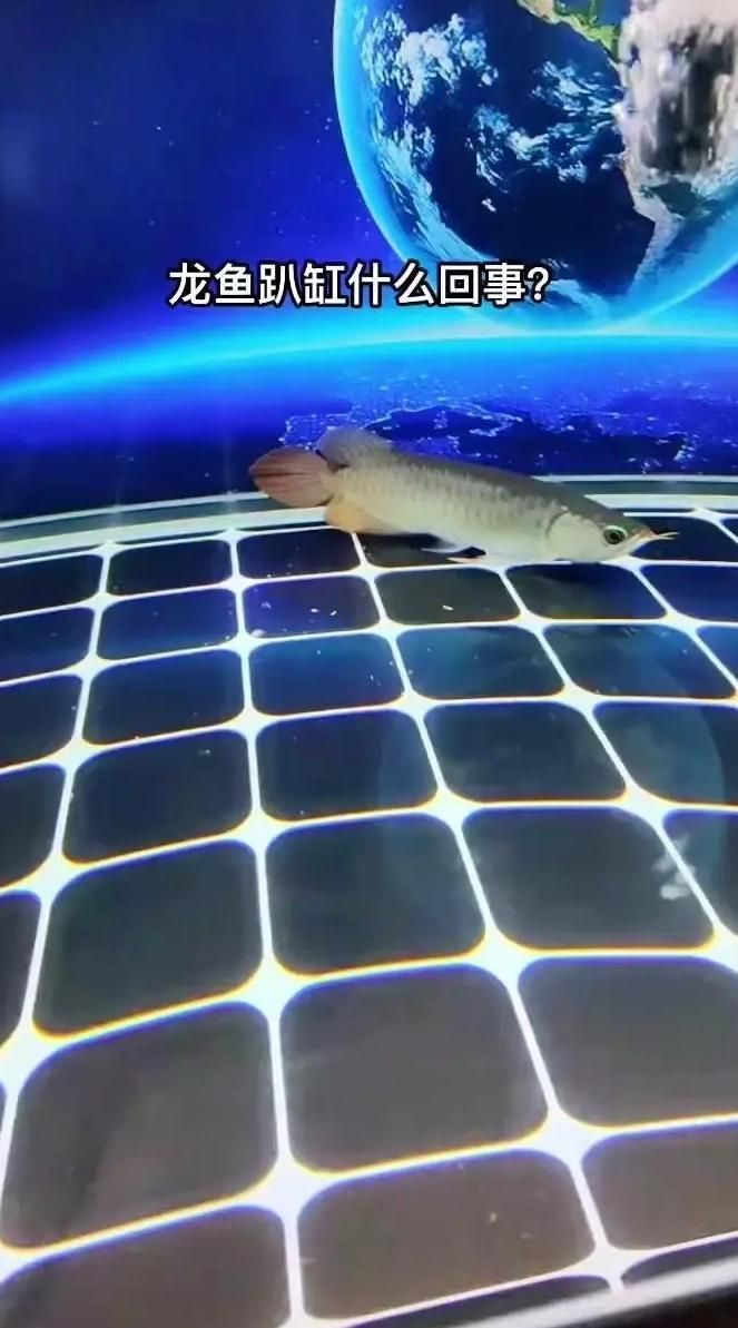 龍魚趴缸最快恢復方法，龍魚趴缸最快恢復方法詳解