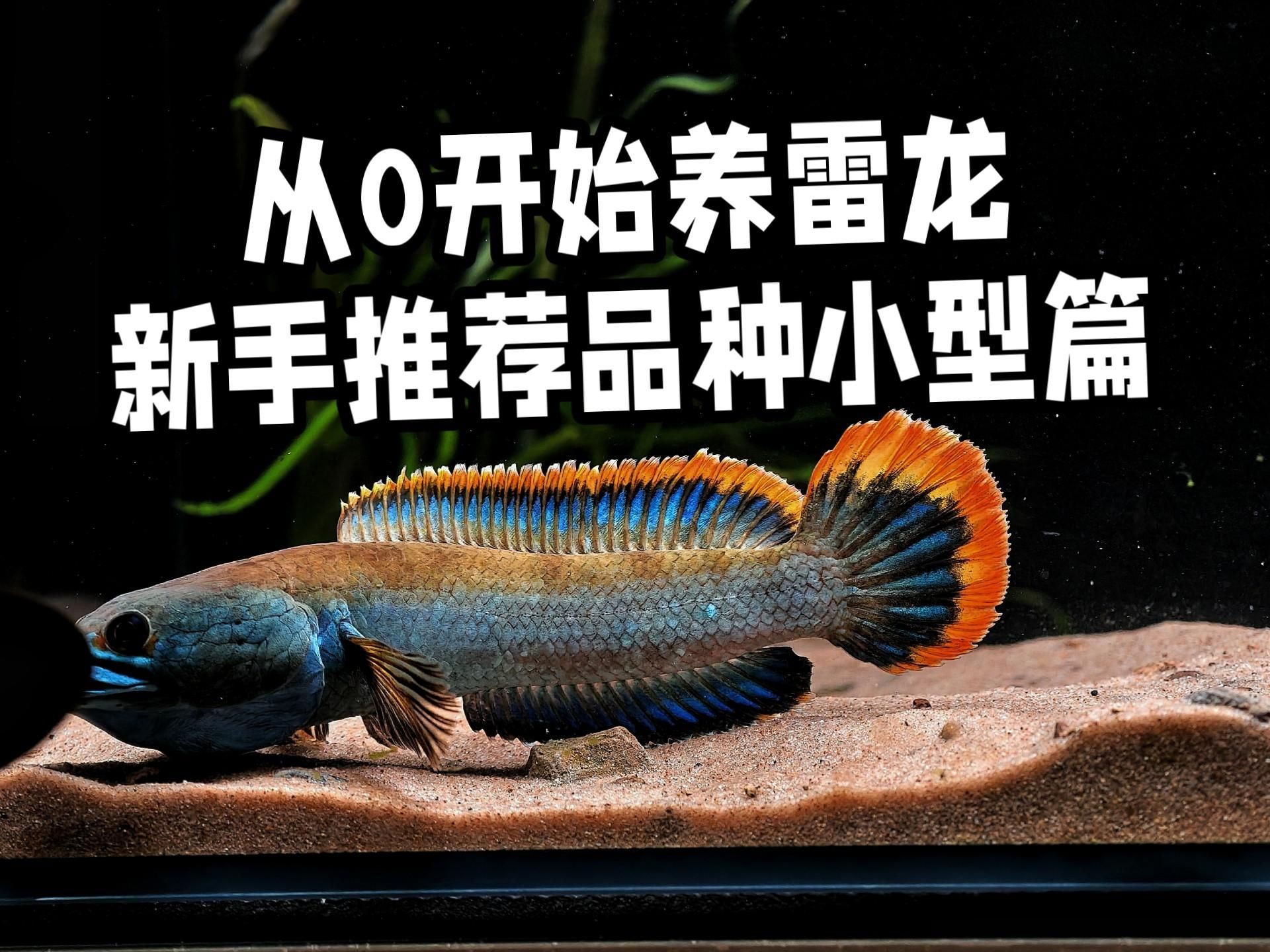 給我推薦一些適合初學者養的龍魚品種，新手飼養龍魚品種推薦，適合初學者飼養的龍魚品種