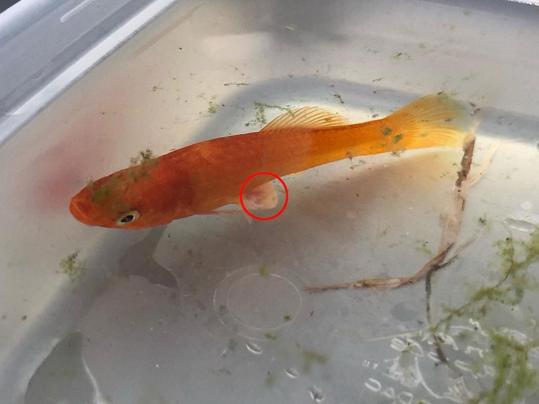 如何判斷魚鰭紅血絲是否復(fù)發(fā)，如何判斷魚鰭紅血絲是否復(fù)發(fā)——權(quán)威診斷指南