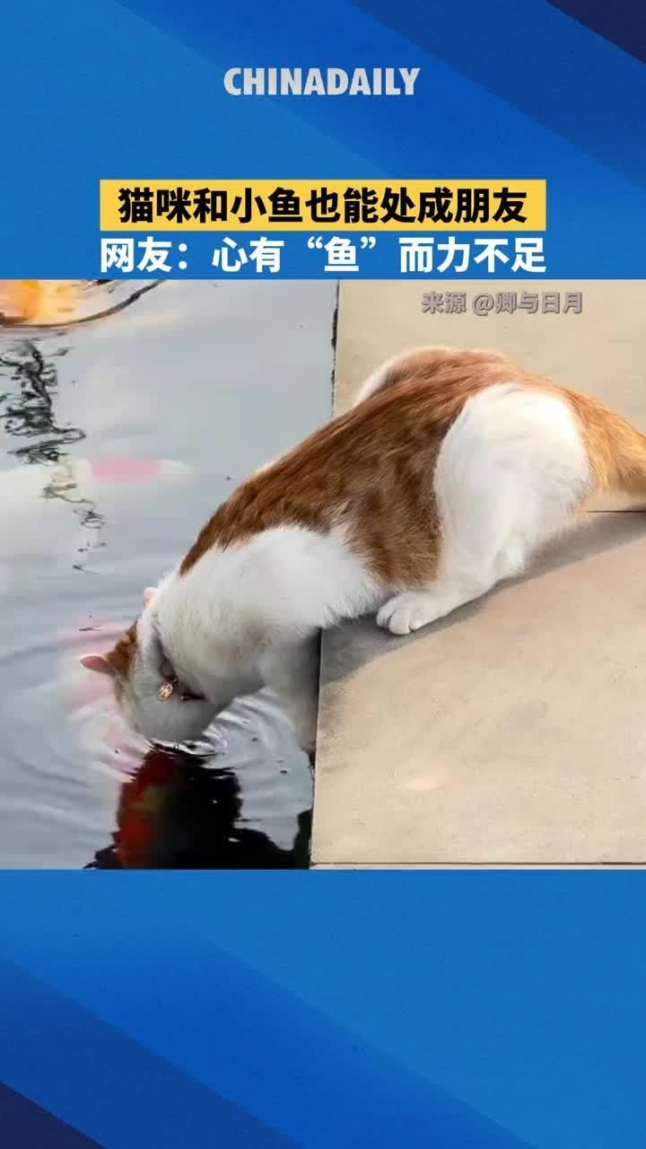 有哪些貓不適合與魚共存，貓與魚的共處可能引發健康問題，有哪些貓與魚共存