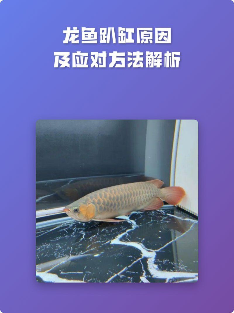 龍魚趴缸時應該如何判斷原因？
