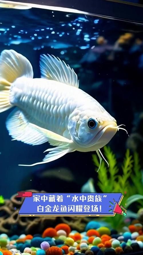 如何區(qū)分白化龍魚和鉑金龍魚？，如何區(qū)分白化龍魚和鉑金龍魚（platinumarowana）與鉑金龍魚