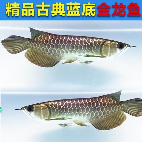 給我一些1到2厘米金龍魚幼苗的圖片,1到2厘米金龍魚幼苗推薦1到2厘米的金龍魚幼苗 龍魚百科 第9張 給我一些1到2厘米金龍魚幼苗的圖片,1到2厘米金龍魚幼苗推薦1到2厘米的金龍魚幼苗 給我一些1到2厘米金龍魚幼苗的圖片,1到2厘米金龍魚幼苗推薦1到2厘米的金龍魚幼苗 龍魚百科 第9張