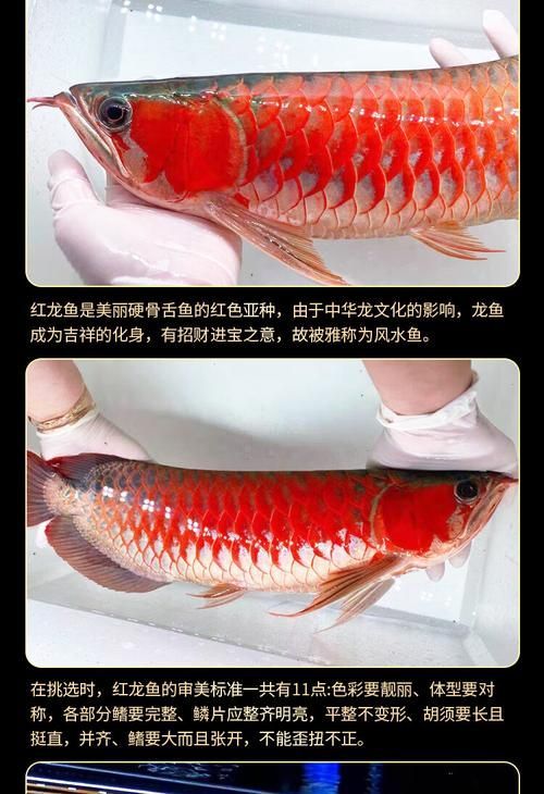 給我一些1到2厘米金龍魚幼苗的圖片,1到2厘米金龍魚幼苗推薦1到2厘米的金龍魚幼苗 龍魚百科 第11張 給我一些1到2厘米金龍魚幼苗的圖片,1到2厘米金龍魚幼苗推薦1到2厘米的金龍魚幼苗 給我一些1到2厘米金龍魚幼苗的圖片,1到2厘米金龍魚幼苗推薦1到2厘米的金龍魚幼苗 龍魚百科 第11張
