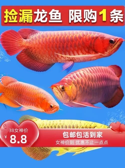 給我一些1到2厘米金龍魚幼苗的圖片,1到2厘米金龍魚幼苗推薦1到2厘米的金龍魚幼苗 龍魚百科 第10張 給我一些1到2厘米金龍魚幼苗的圖片,1到2厘米金龍魚幼苗推薦1到2厘米的金龍魚幼苗 給我一些1到2厘米金龍魚幼苗的圖片,1到2厘米金龍魚幼苗推薦1到2厘米的金龍魚幼苗 龍魚百科 第10張