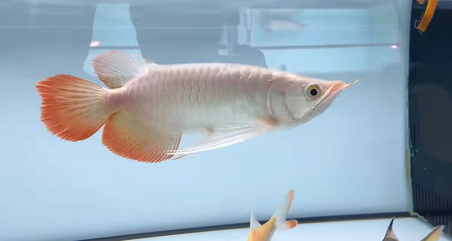 祥龍魚場斯巴沃紅龍，一尾定乾坤，祥龍魚場斯巴沃紅龍（superredarowana和大湖紅龍）對比 祥龍魚場斯巴沃紅龍，一尾定乾坤，祥龍魚場斯巴沃紅龍（superredarowana和大湖紅龍）對比 斯巴沃紅龍 第1張
