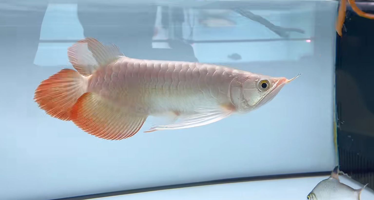 祥龍魚場斯巴沃紅龍，一尾定乾坤，祥龍魚場斯巴沃紅龍（superredarowana和大湖紅龍）對比 祥龍魚場斯巴沃紅龍，一尾定乾坤，祥龍魚場斯巴沃紅龍（superredarowana和大湖紅龍）對比 斯巴沃紅龍 第2張
