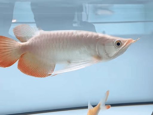 祥龍魚場?斯巴沃紅龍（Super Red）印尼卡普瓦斯河原生血統(tǒng)，頂級賽級紅龍標(biāo)桿，?斯巴沃紅龍（superred） 祥龍魚場?斯巴沃紅龍（Super Red）印尼卡普瓦斯河原生血統(tǒng)，頂級賽級紅龍標(biāo)桿，?斯巴沃紅龍（superred） 斯巴沃紅龍 第2張
