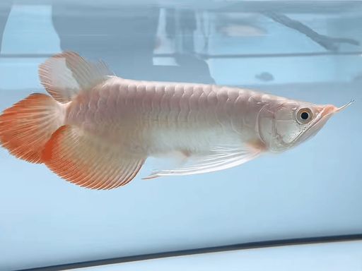 祥龍魚場?斯巴沃紅龍（Super Red）印尼卡普瓦斯河原生血統(tǒng)，頂級賽級紅龍標(biāo)桿，?斯巴沃紅龍（superred） 祥龍魚場?斯巴沃紅龍（Super Red）印尼卡普瓦斯河原生血統(tǒng)，頂級賽級紅龍標(biāo)桿，?斯巴沃紅龍（superred） 斯巴沃紅龍 第3張