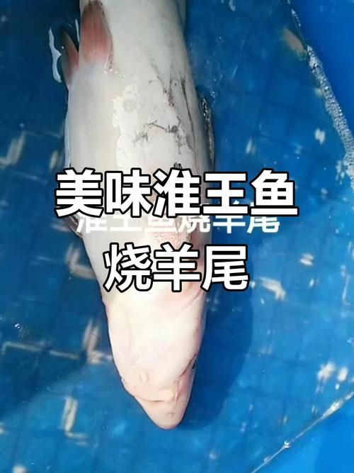 鳳臺淮王魚和龍魚有什么區別？